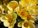 Krokus wielkokwiatowy Golden Yellow 8szt + GRATIS