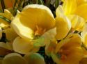 Krokus wielkokwiatowy Golden Yellow 8szt + GRATIS