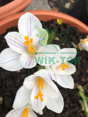 Krokus wielkokwiatowy biały 8szt + GRATIS