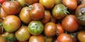 Nawóz płynny do pomidorów papryki i ziół Sumin 0,5l