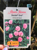 Róża pnąca Starlet Eva®