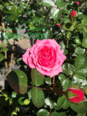 Róża pnąca Starlet Eva®