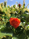 Róża pnąca Starlet Lizzy®