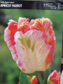 Tulipan papuzi Apricot Parrot 10sztuk