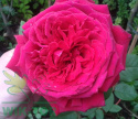 Róża wielkokwiatowa Ksenia