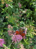 Budleja Butterfly Candy 'Little Pink'