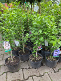 Ketmia syryjska Leopoldii hibiskus hibiscus