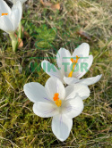 Krokus wielkokwiatowy biały Jeanne d'Arc 100szt