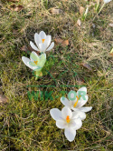 Krokus wielkokwiatowy biały Jeanne d'Arc 100szt