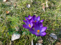 Krokus wielkokwiatowy fioletowy Flower Record 10szt + nawóz GRATIS