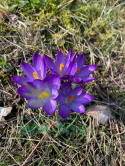 Krokus wielkokwiatowy fioletowy Flower Record 10szt + nawóz GRATIS