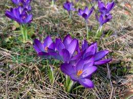 Krokus wielkokwiatowy fioletowy Flower Record 10szt + nawóz GRATIS