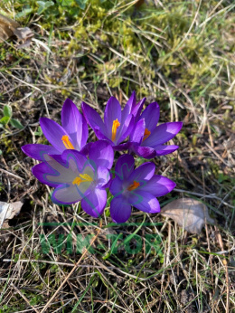 Krokus wielkokwiatowy fioletowy Flower Record 8szt + GRATIS