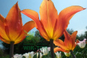 Tulipan liliokształtny Synadea Orange