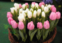 Tulipan Apricot Impression 10sztuk