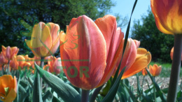 Tulipan Apricot Impression 10sztuk