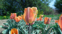 Tulipan Apricot Impression 10sztuk