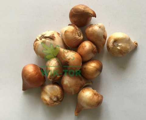 Tulipan Lilac Cup fioletowy 10szt Tulipan Lilac Cup fioletowy 10szt