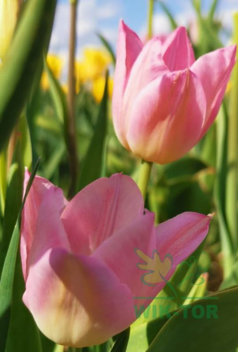 Tulipan Sinfonie 10szt Tulipan Sinfonie 10szt