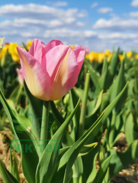 Tulipan Sinfonie 10szt Tulipan Sinfonie 10szt