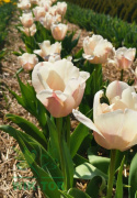 Tulipan morelowy "Apricot Delight" 10szt