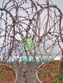 Modrzew japoński Pendula Bonsai