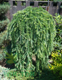 Modrzew japoński Pendula Bonsai